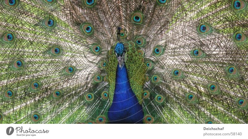 The Peacock Animal Bird Beak Landscape format Green Feather Detail Blue Peacock feather