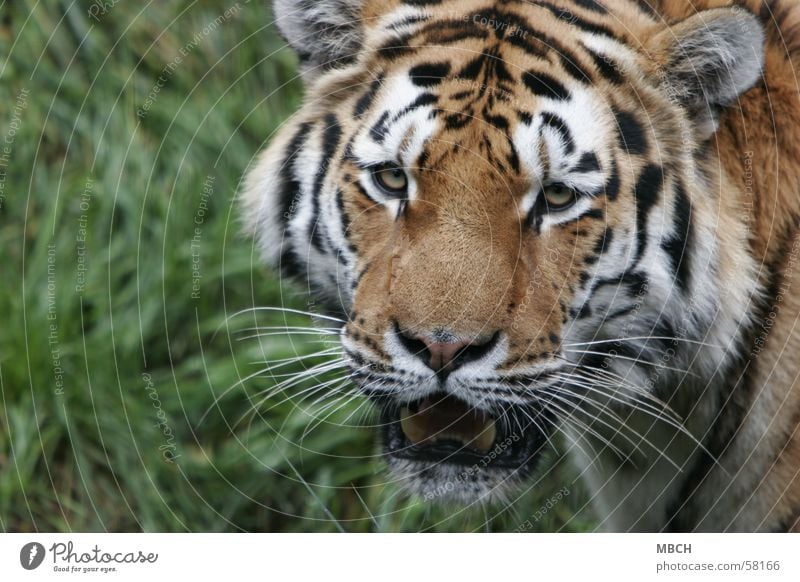 Leave me alone! Tiger Animal Cat Big cat Threaten Wild animal stripe pattern Looking agressive