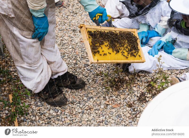 Beekeeper showing honeycomb to group of kids in apiary beekeeper children hive beehive company costume apiculture protect gather countryside demonstrate curious