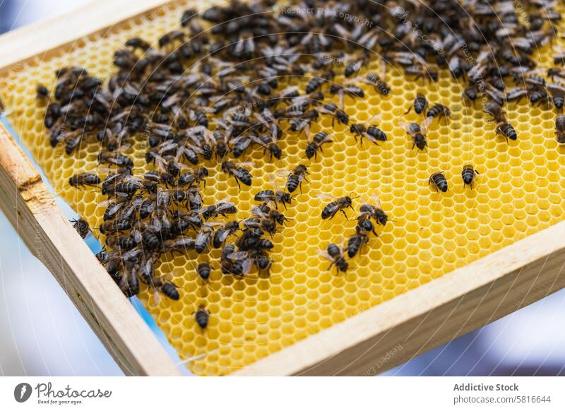 Honeycomb with bees in apiary honeycomb wax insect swarm many natural beehive apiculture summer crawl creature specie farm organic rural fresh season frame