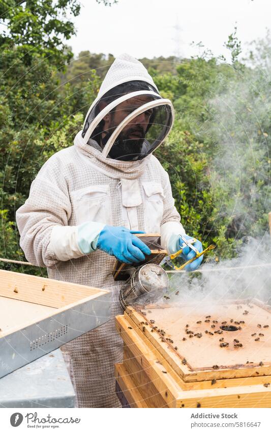 Male beekeeper using bee smoker in apiary man fume fumigate beehive male honeycomb apiculture uniform professional insect protect job work tool equipment