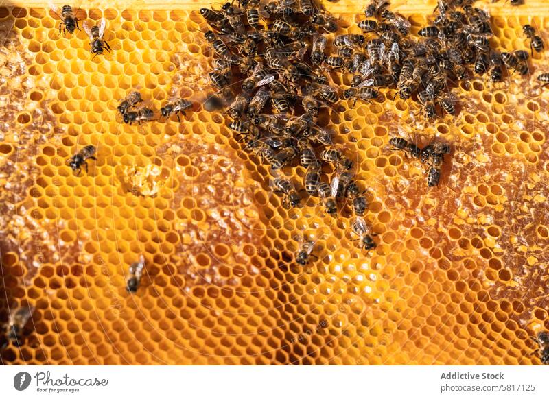 Bees on honeycomb in apiary bee insect beehive beekeeping many countryside swarm small rural daylight farm summer daytime specie creature natural season rustic