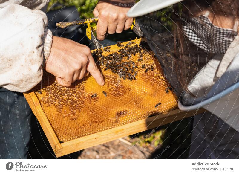 Beekeepers working in apiary in summer beekeeper honeycomb together garden costume beekeeping protect suit sunny professional daytime nature farm sunlight