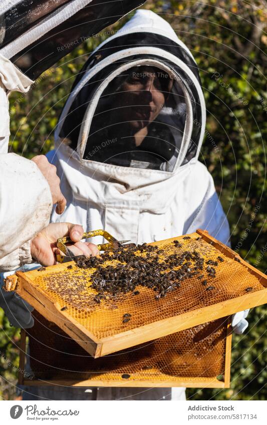 Beekeepers working in apiary in summer beekeeper honeycomb together garden costume beekeeping protect suit sunny professional daytime nature farm sunlight