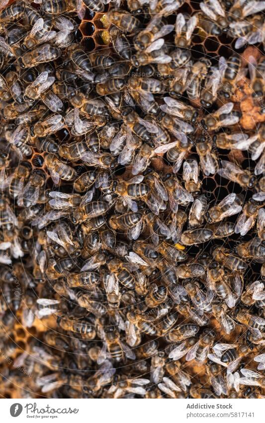 Bees on honeycomb in apiary bee insect beehive beekeeping many countryside swarm small rural daylight farm summer daytime specie creature natural season rustic