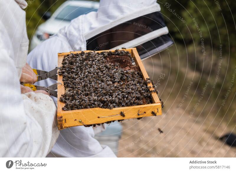 Beekeeper with many bees on honeycomb beekeeper apiary work garden summer beekeeping costume protect suit sunny professional daytime nature farm sunlight