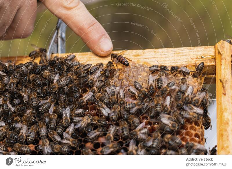 Beekeeper near hive with bees beekeeper honeycomb apiary insect wooden beehive frame many busy farm process nature small season worker occupation creature