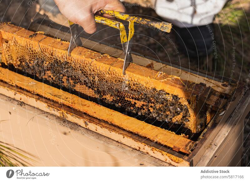 Crop beekeeper working in apiary in summer honeycomb costume garden insect beekeeping many protect suit sunny professional daytime nature farm sunlight natural