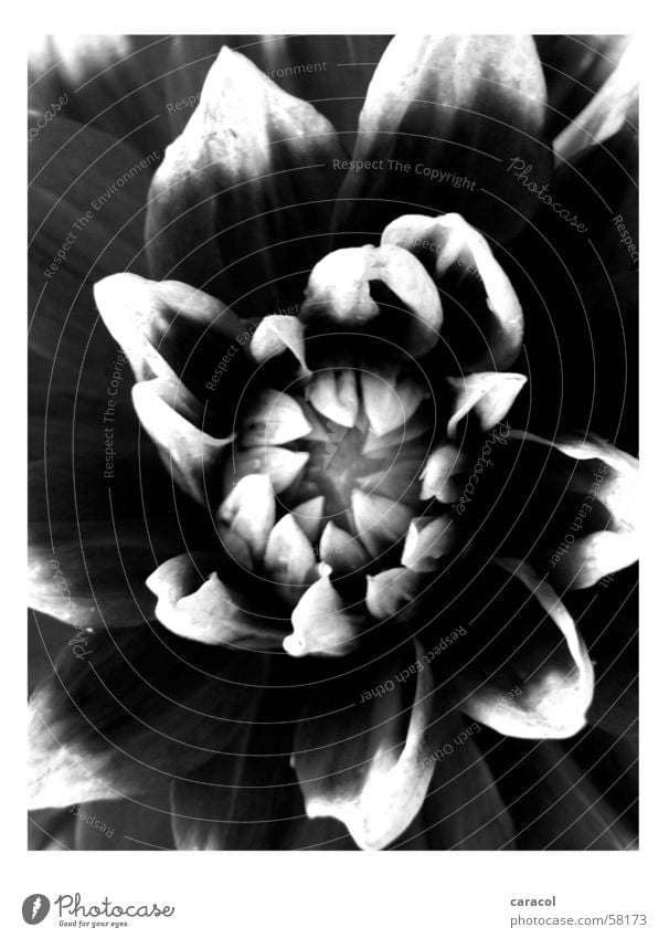 Untitled Flower Blossom Black White Nature