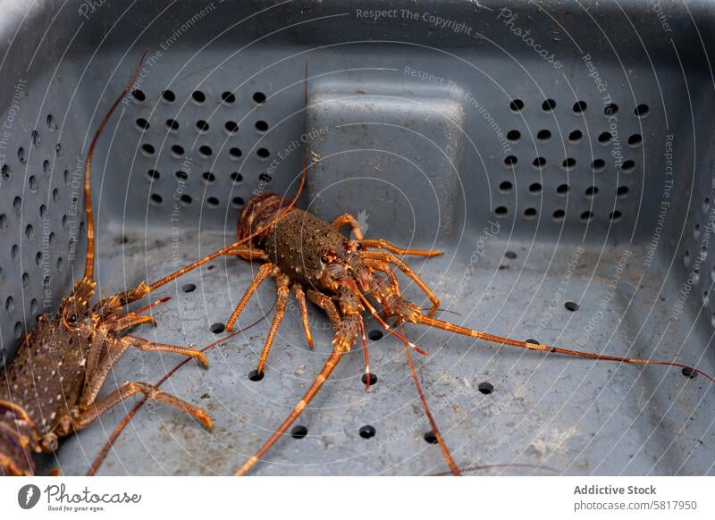 Lobsters on a plastic container freshly fished two lobster capture captive box no people harvesting fish market lobster - seafood outdoors catching