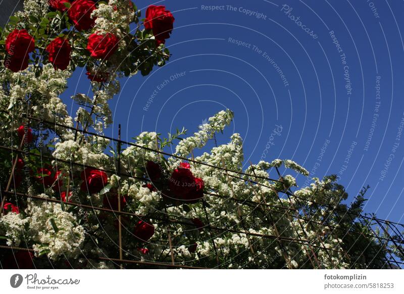 Flowering rose and firethorn hedge roses Burning bush Hedge Fence Sky Blossoming rose hedge Red White Blue shrub Bushes luminescent flowers blossoms abundance