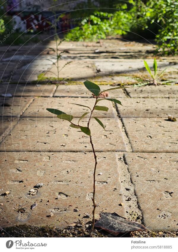 And once again I am captivated by the spreading nature in a lost place. A small tree grows out of the gap between stone slabs. lost places forsake sb./sth. Old