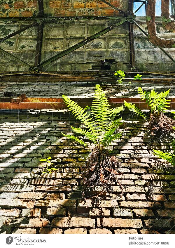 I'm standing on an old wall of a lost place and looking up. Above me, green ferns growing out of the masonry glow in the sun. lost places forsake sb./sth. Old