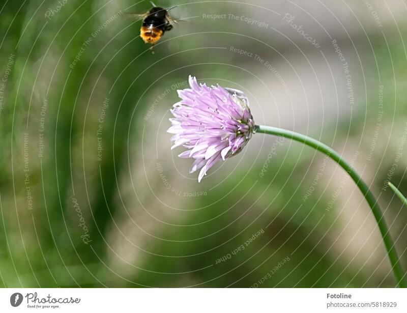 Finished collecting! The little fat bumblebee flies away again and the chive flower hangs bent over in front. Bumble bee Flower Insect Summer Blossom Plant