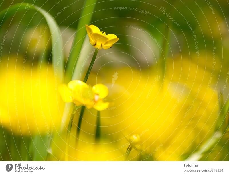 The buttercup shows its most beautiful side. Crowfoot Blossom Flower Plant Nature Yellow Meadow Spring Blossoming Colour photo Green Shallow depth of field