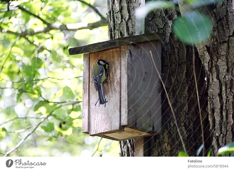 A great tit eagerly feeds its offspring. It hangs on the nesting box like a little artist and doesn't even notice me. Tit mouse Bird Animal Exterior shot Small