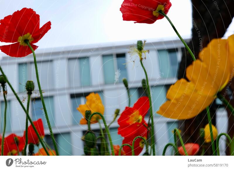 View from the flower bed flowers colourful flowers Worm's-eye view Blossom blossom Blossoming Yellow Red House (Residential Structure) Plant Garden Spring