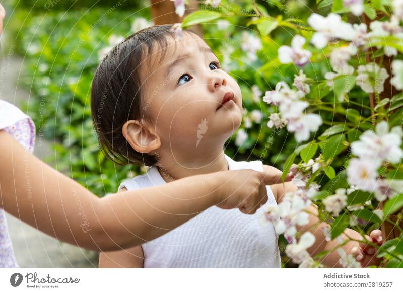Curious toddler exploring flowers in a garden asian curiosity exploration child innocence nature outdoors vacation europe travel family trip bloom blossom