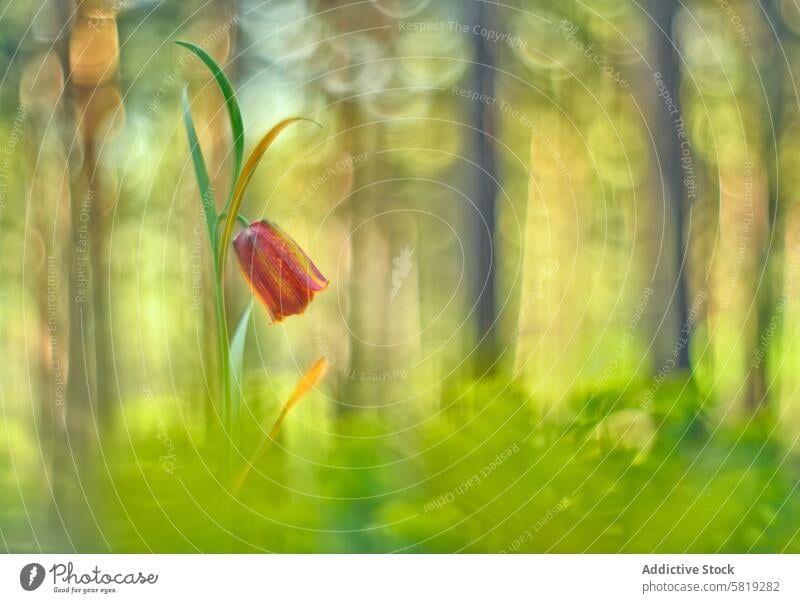 Vintage lens photography of a Fritillaria lusitanica flower fritillaria lusitanica vintage may bokeh detail plant nature intimate pictorial scene diaphragm open