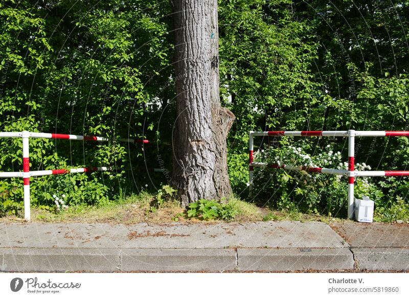 Barriers, in the middle the lower part of a tree Tree trunk shrubby steep Sidewalk sunny Beautiful weather Green Gray red and white transit ban Deserted Nature