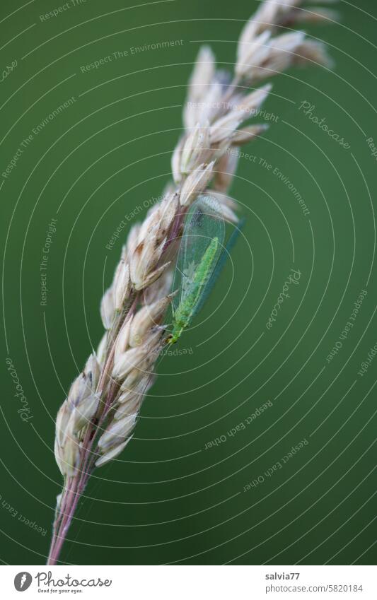Lacewing sitting on a dried grass flower Common green lacewing Chrysopidae Golden eye Neuropteran Green Small Insect Flower of grass Neutral Background