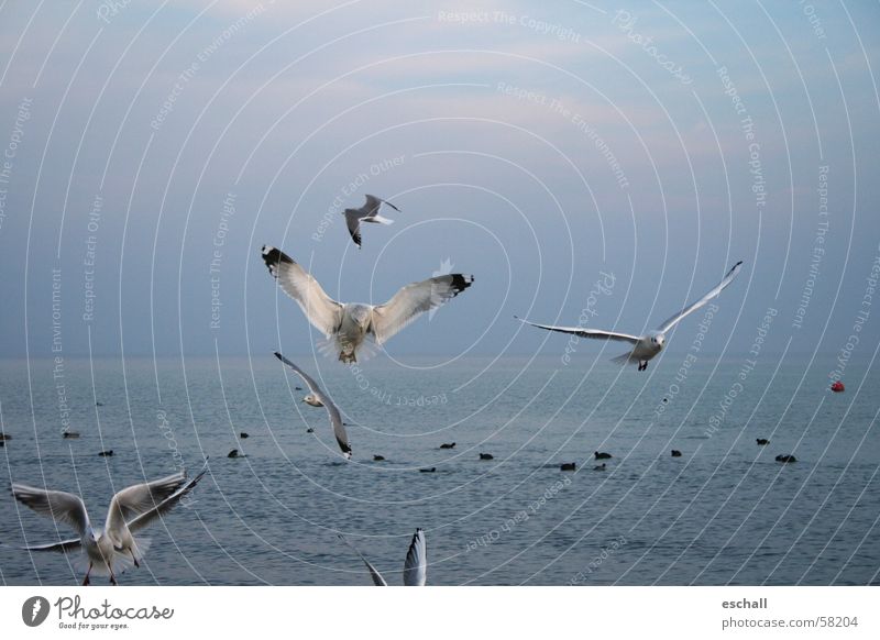 Flight Artists I Colour photo Subdued colour Exterior shot Twilight Nature Water Sky Ocean Lake Bird Flying Esthetic Speed Blue Gray Flexible Freedom Seagull