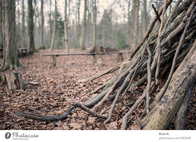 playground Environment Nature Landscape Winter Tree Forest Authentic Joy Joie de vivre (Vitality) Calm Idyll Twigs and branches Wooden board Tree stump Leaf