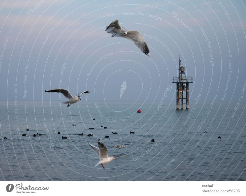 Flight Artists II Colour photo Subdued colour Exterior shot Twilight Freedom Ocean Nature Animal Water Sky Lake Bird Flying Speed Blue Gray Flexible Seagull