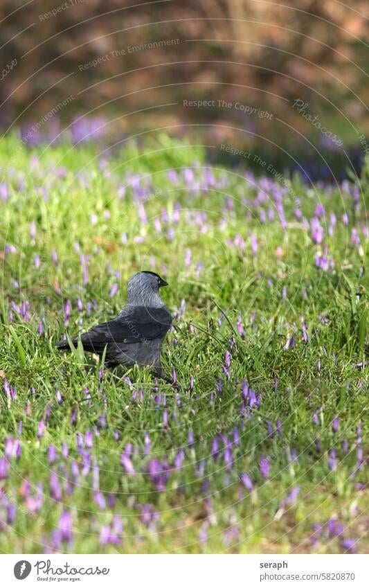 Jackdaw jackdaw walking ornithology bird natural seasonal species woodland crow flower swing talon lawn habitat growing flowering crocus petal scented plumage