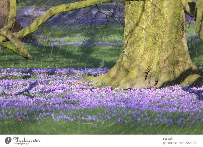 Old beech tree and bloomig crocus flowers natural seasonal species woodland lawn growing gnarled flowering petal scented saffron old stem purple grass pistil