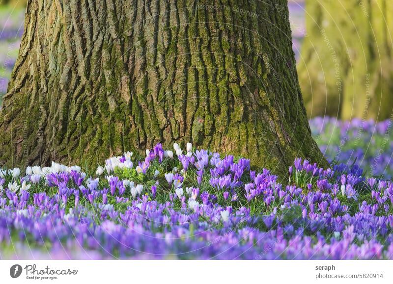 Crocuses and old oak tree natural seasonal species woodland flower lawn growing flowering crocus petal nature scented saffron bloom stem purple grass pistil