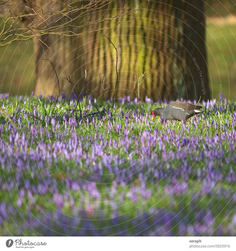 Moorhen feeding  between  wild flowering crocus flowers. moorhen natural seasonal species woodland lawn growing petal scented saffron bloom stem purple