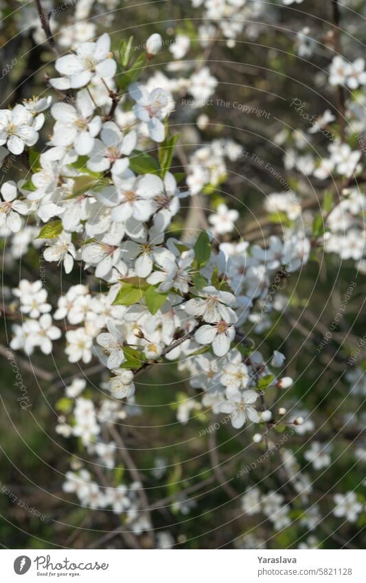 tree, nature, flower, blossom, season, spring, springtime, background, floral, leaf, landscape, outdoor, park, plant, cherry, beautiful, bloom, environment, green, branch