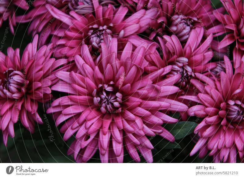 Summer aster open purple pink Aster Flower blossoms flourished Garden Nature floral