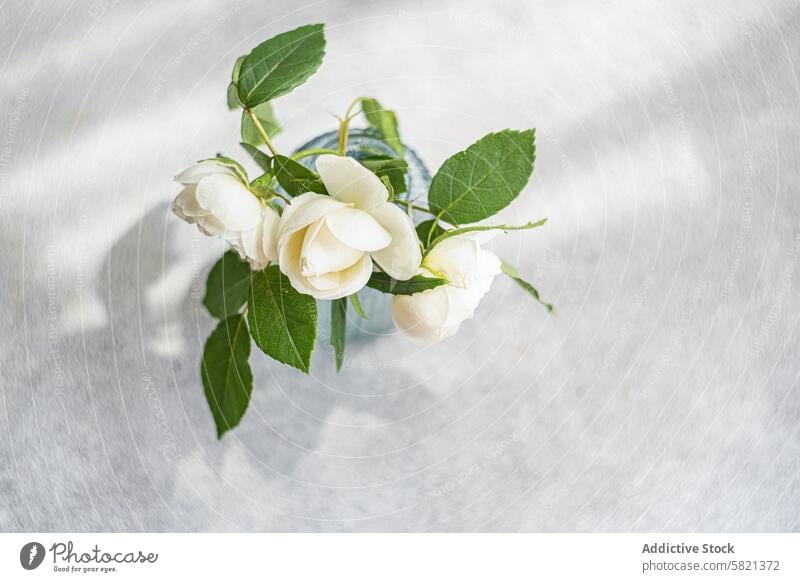 White Roses in Blue Vase on Textured Background rose vase glass blue white flower aerial view texture background arrangement floral pure tranquil leaf petal