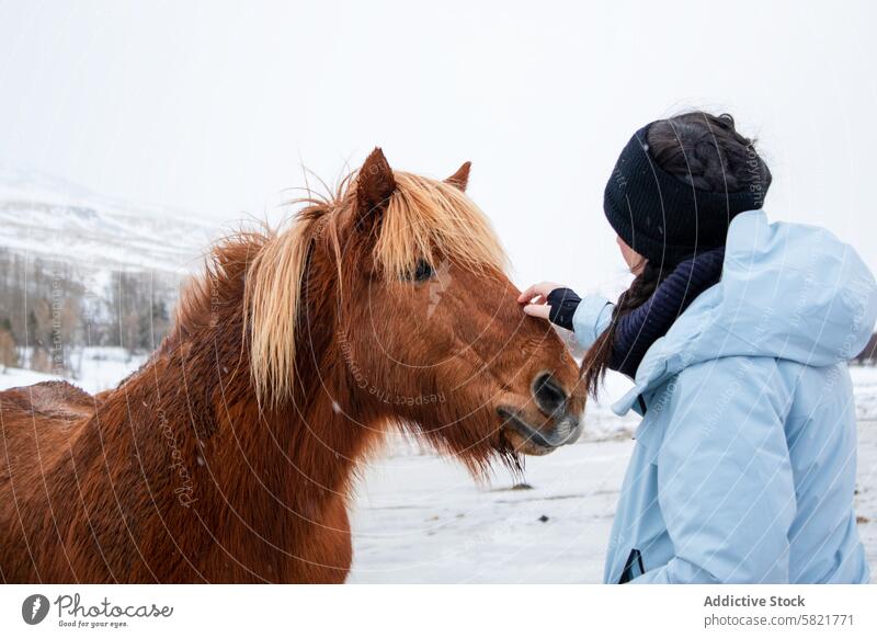 Gentle interaction between a woman and a horse in snowy Iceland iceland landscape winter brown horse gentle touching scenic cold nature bond animal outdoor