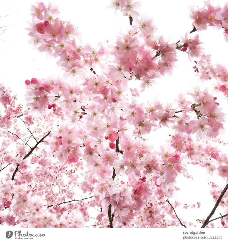 pink Pink Delicate Blossom cherry blossom Nature Spring twigs Bright tawdry Blossoming Cherry blossom Tree pretty Cherry tree Spring fever Exterior shot Branch