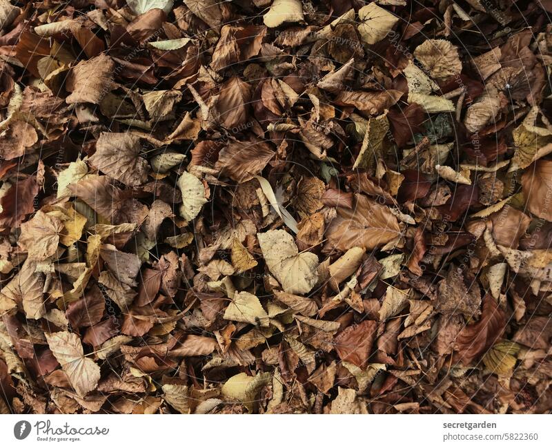 imaginary smell Autumn leaves autumn leaves Brown Season Pattern heap of leaves withered Shriveled Autumnal Nature Transience Autumnal colours Leaf Yellow