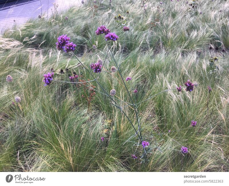 Firm & fluffy grasses Plant Nature Experiencing nature flowers purple Violet Green landscaping plants plant world Delicate planning Summer Blossom naturally