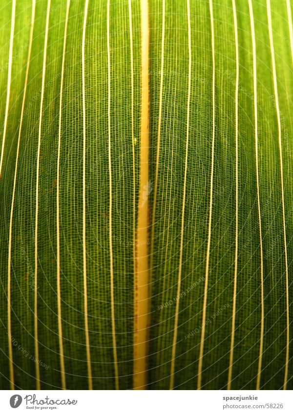 leaf structure Leaf Green Yellow White Rachis Macro (Extreme close-up) Bamboo stick Prison cell
