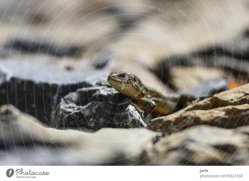 small forest lizard on a stone path Lizards Forest Stone off Stone path Reptiles Wild animal Animal Flake Deserted Nature shy