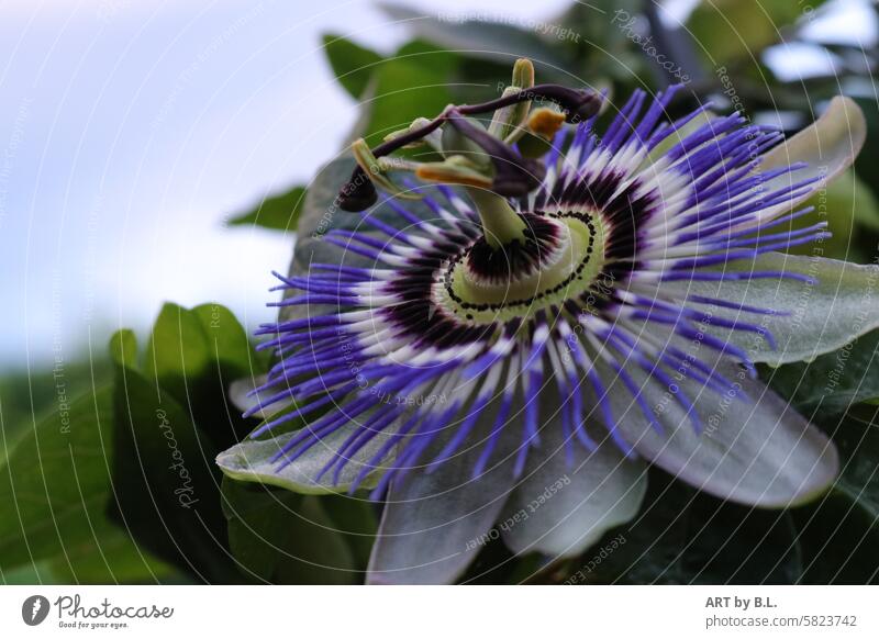 Always on the move the passion flower has just blossomed evening light flora Flower Evening detail plant world floral Plant Garden Beauty & Beauty Wonder petals