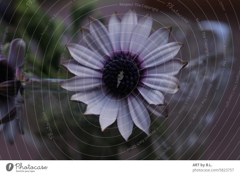 Flowers on top Blossom Middle centred petals Delicate Noble Unique specimen Bornholm Bornholm daisy Marguerite