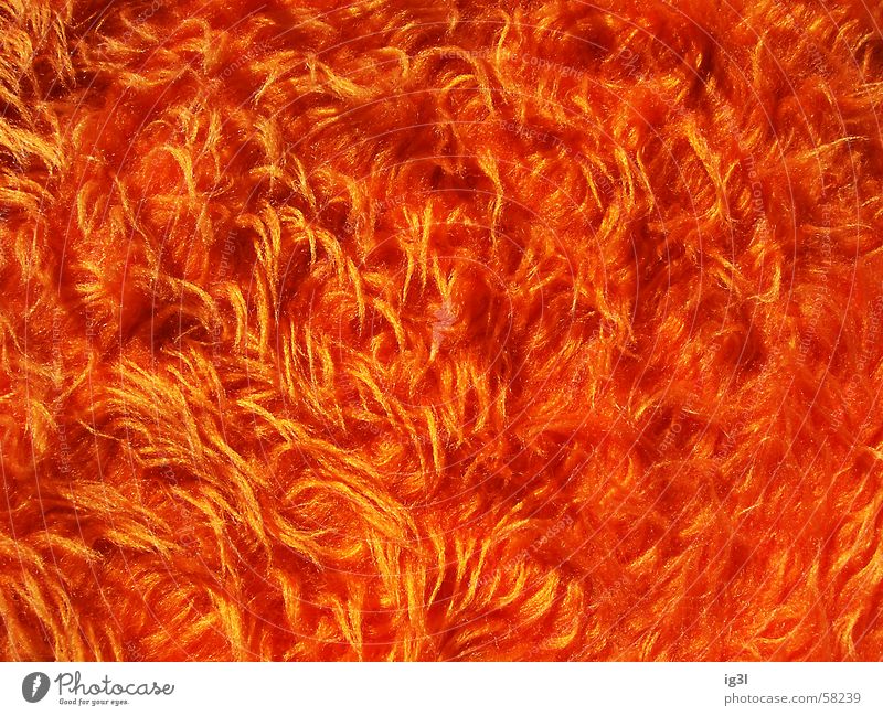 orange forest Orange Pelt Thin Thorny Direction Swirl Chaos Muddled Multiple Countless Red Protective coating Cover up Physics Emotions Soft Impression