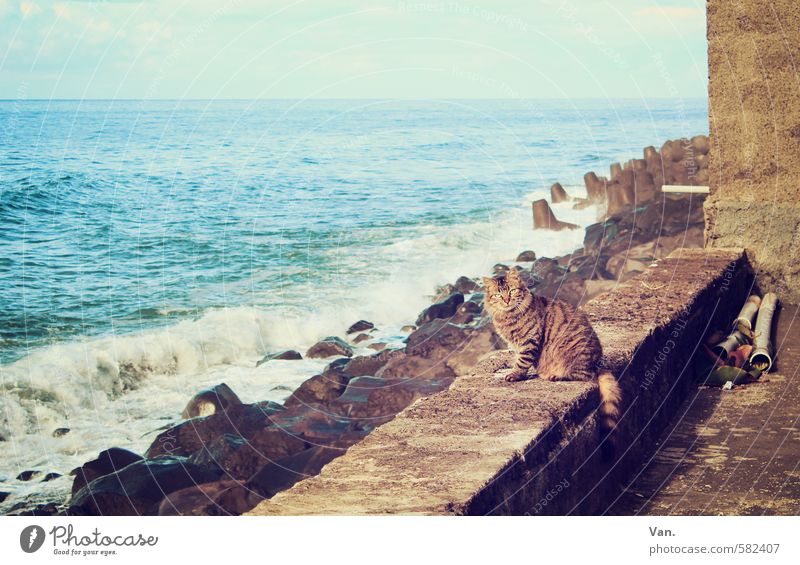  Cat  Sky Blue  Ocean  a Royalty Free Stock Photo from Photocase