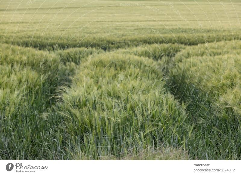 Grain field with ears of barley Barleyfield Ear of corn Grannen long Green spring Agriculture Landscape Monoculture Growth cereal cultivation Close-up
