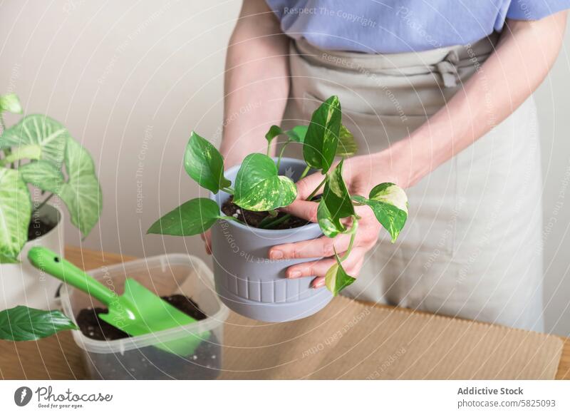 Woman Repotting Houseplant at Home indoor gardening replanting soil woman home green leaf domestic hobby care growth environment hand unrecognizable crop