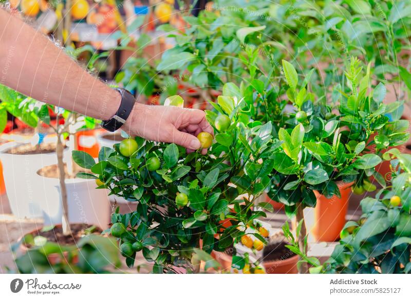 Man harvesting small, unripe oranges in a sunny garden nursery man hand citrus plant green leaf tree agriculture cultivation care botanical gardening fruit