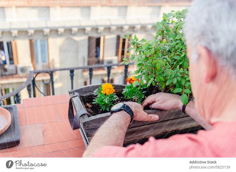 Senior man planting flowers in a balcony garden senior agriculture marigold wooden planter urban outdoor leisure activity gardening green hand care nature flora