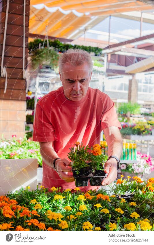 Senior man carefully selecting flowers at a garden center senior shopping gardening potted plant selection horticulture retail outdoor colorful vibrant hobby